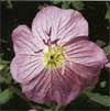 wf_eveningprimrose_showy.jpg